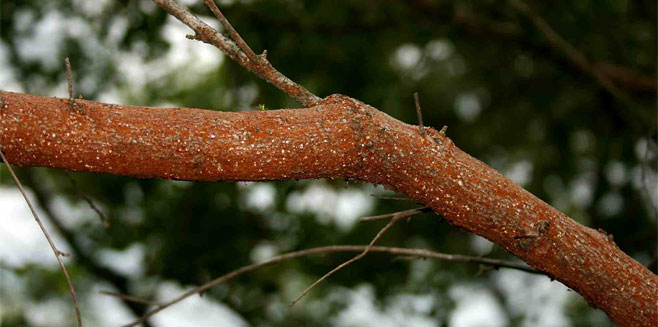 Aeschynomene schliebenii