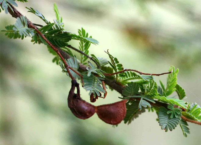 Aeschynomene schliebenii