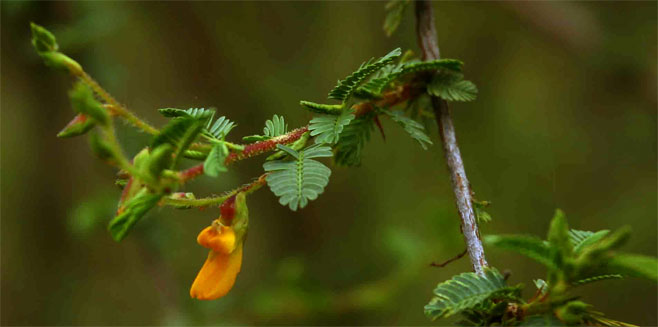 Aeschynomene schliebenii