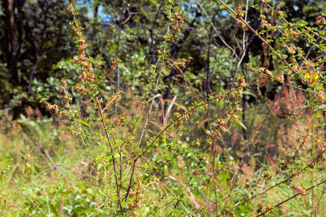 Kotschya strigosa