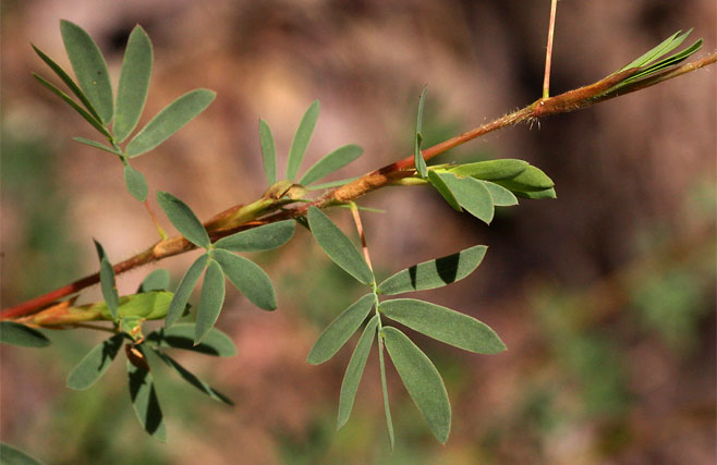 Kotschya strobilantha