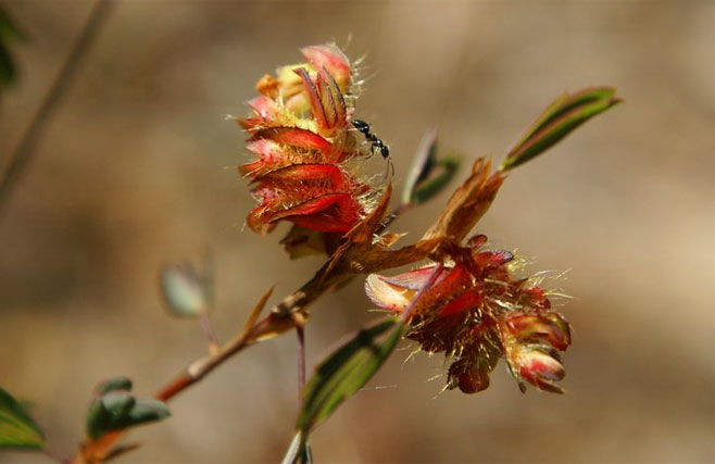 Kotschya strobilantha