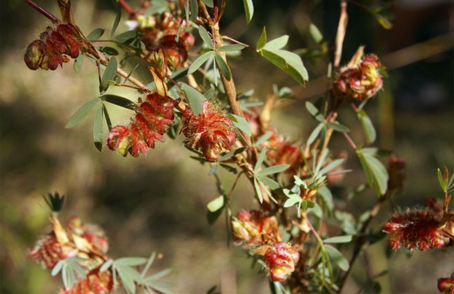 Kotschya strobilantha
