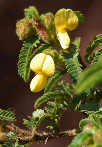 Kotschya thymodora