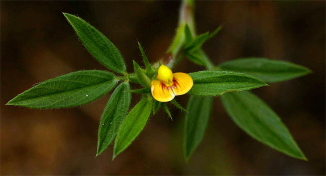 Stylosanthes fruticosa
