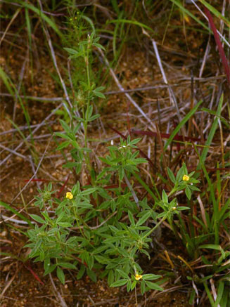 Stylosanthes fruticosa