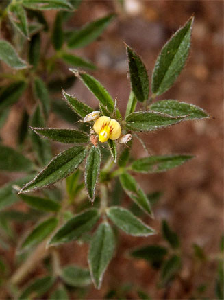 Stylosanthes fruticosa