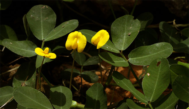 Arachis hypogaea (Peanut, Groundnut)