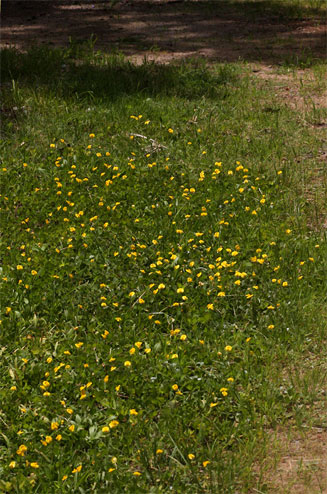 Arachis hypogaea (Peanut, Groundnut)