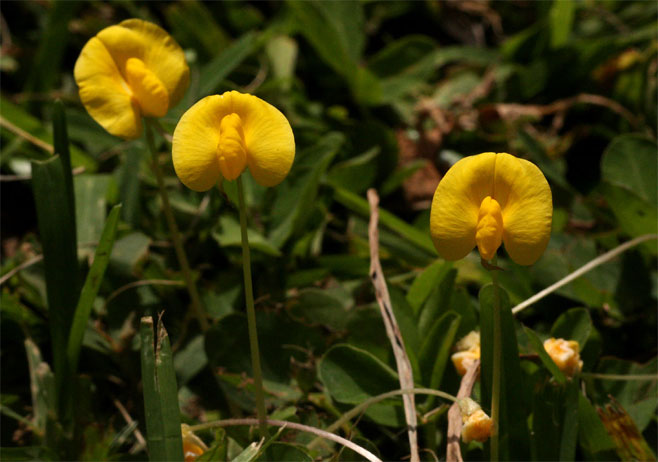 Arachis hypogaea (Peanut, Groundnut)