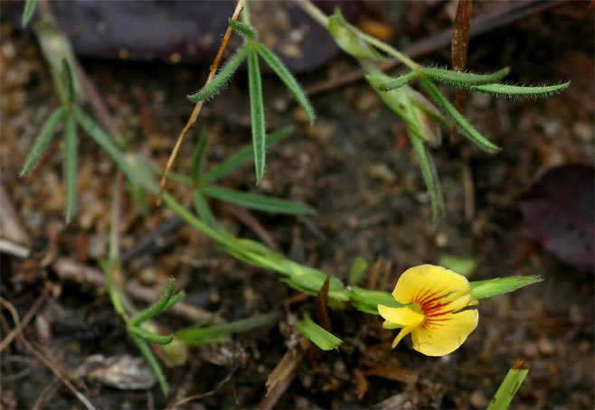 Zornia milneana