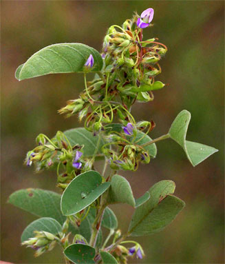 Desmodium barbatum