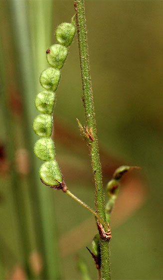 Desmodium gangeticum 