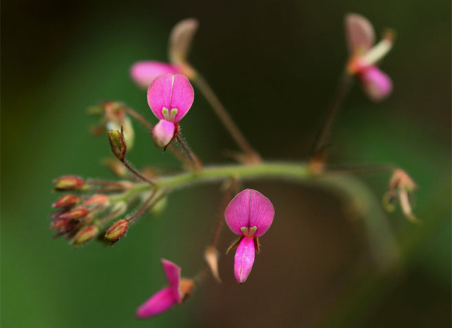 Desmodium tortuosum (Florida beggarweed)