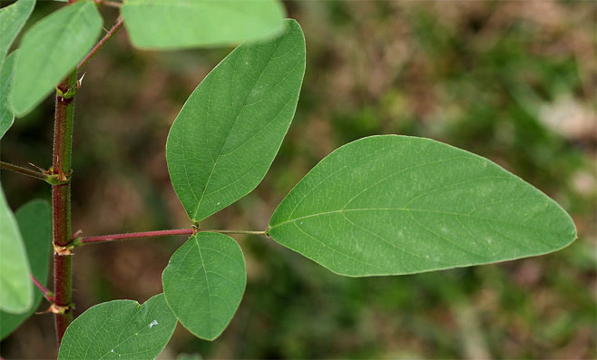 Desmodium tortuosum (Florida beggarweed)