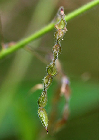 Desmodium tortuosum (Florida beggarweed)