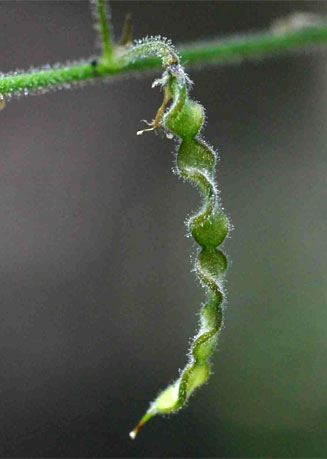 Desmodium tortuosum (Florida beggarweed)