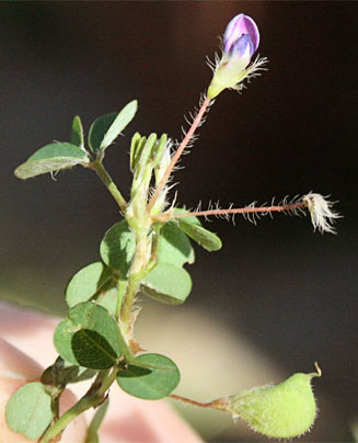 Desmodium trifolium