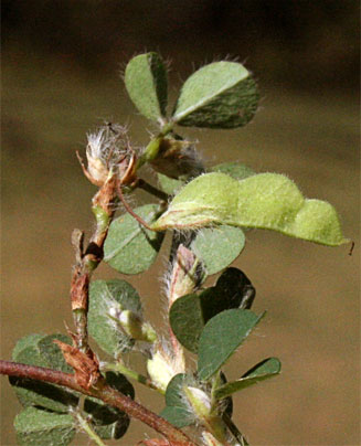 Desmodium trifolium