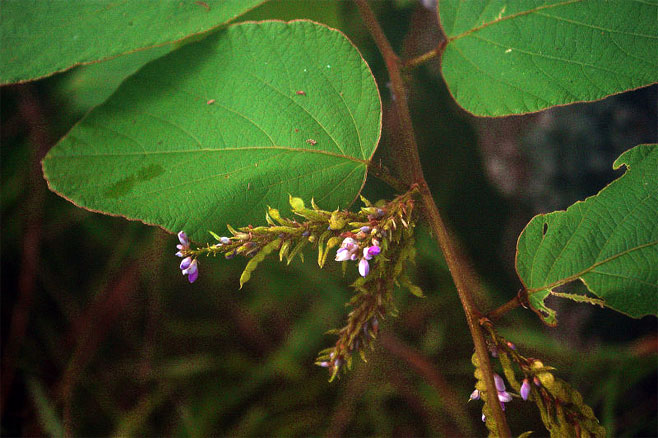 Desmodium velutinum