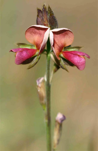 Alysicarpus zeyheri