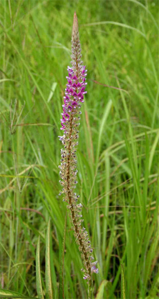 Uraria picta