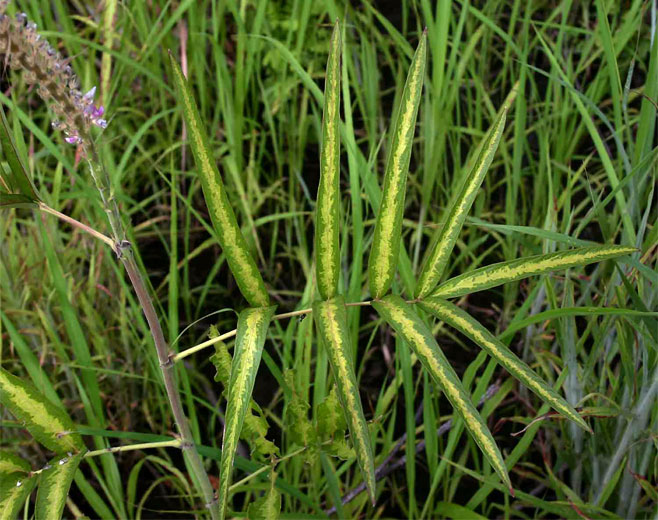 Uraria picta
