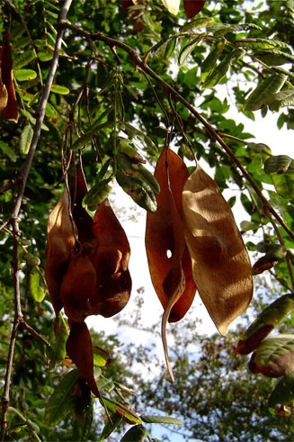 Dalbergia arbutifolia