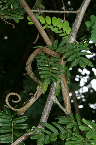 Dalbergia arbutifolia