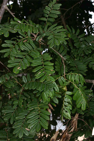 Dalbergia arbutifolia