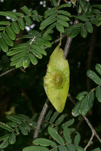 Dalbergia arbutifolia