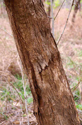 Dalbergia boehmii