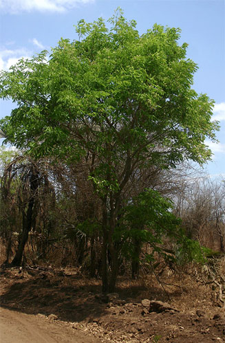 Dalbergia boehmii