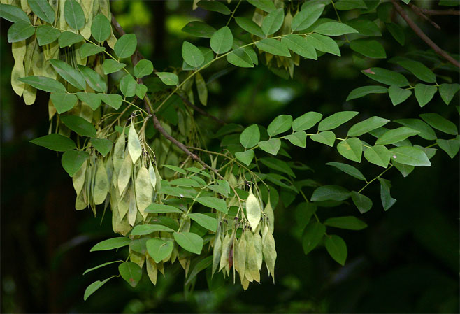 Dalbergia boehmii