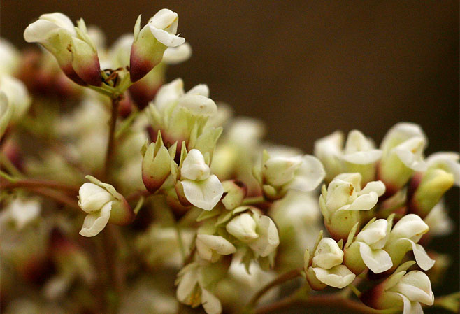 Dalbergia boehmii