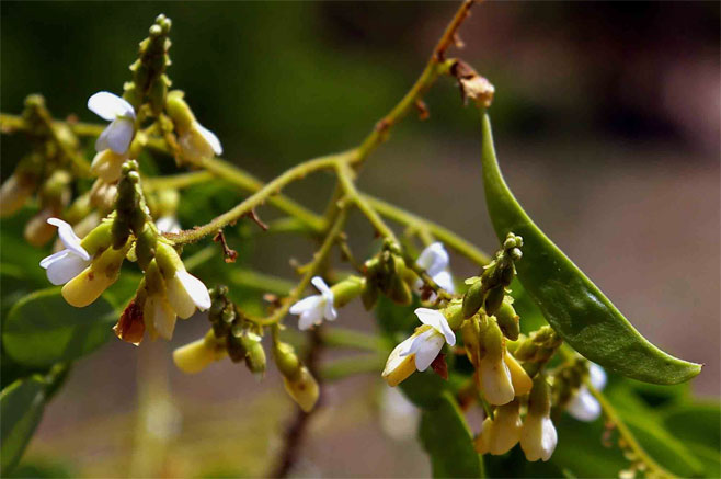 Dalbergia fischeri