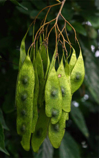 Dalbergia fischeri