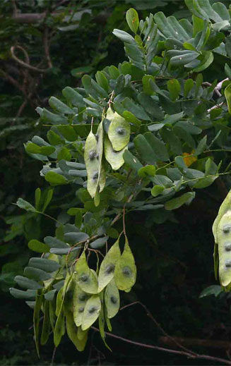 Dalbergia fischeri