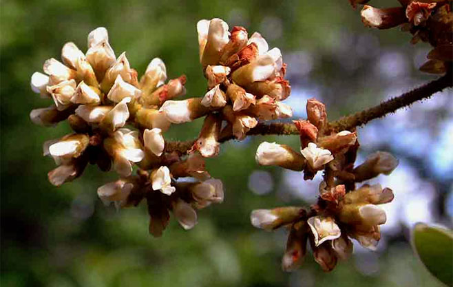 Dalbergia martinii 