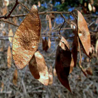 Dalbergia martinii 