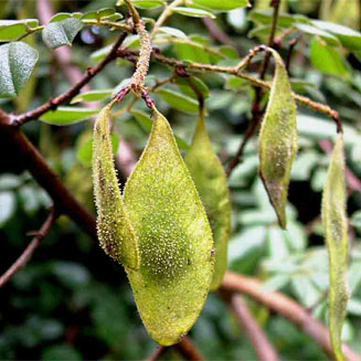 Dalbergia martinii 