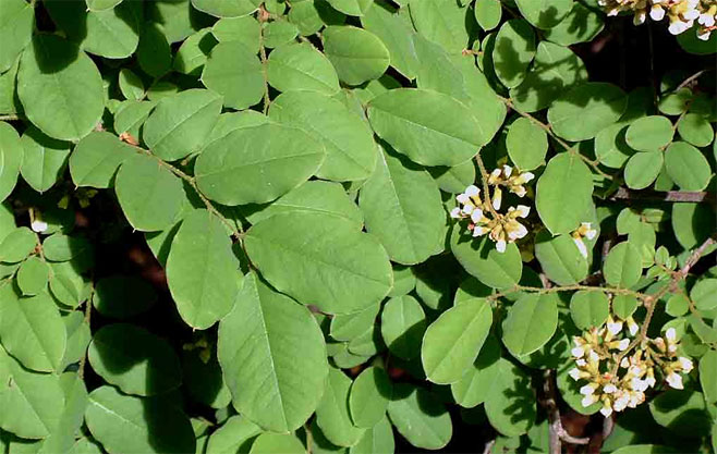Dalbergia martinii 