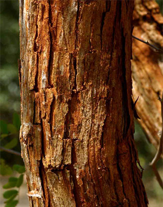 Dalbergia melanoxylon (African blackwood, Zebrawood)