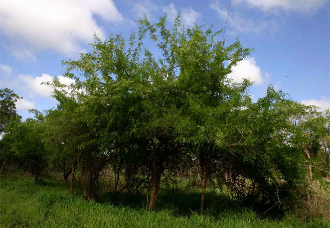 Dalbergia melanoxylon (African blackwood, Zebrawood)
