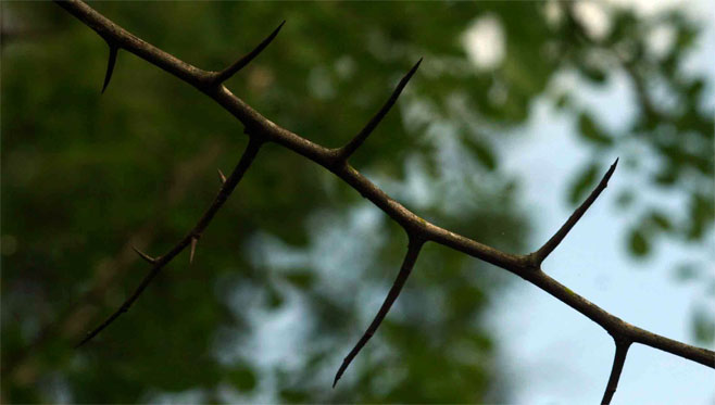 Dalbergia melanoxylon (African blackwood, Zebrawood)