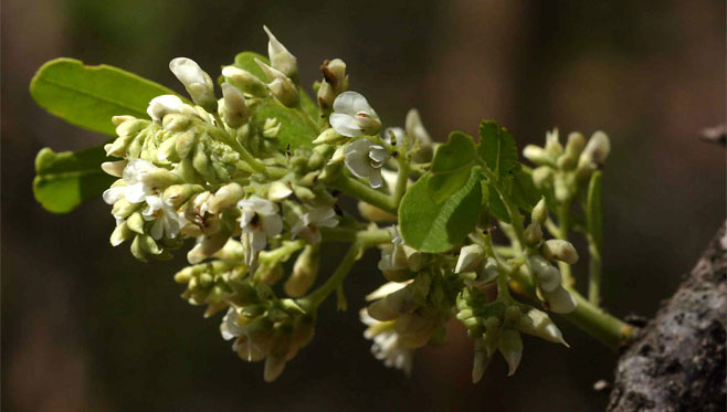 Dalbergia melanoxylon (African blackwood, Zebrawood)