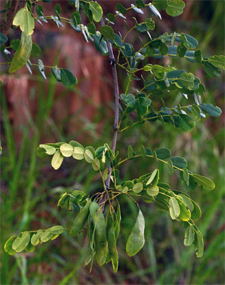 Dalbergia melanoxylon (African blackwood, Zebrawood)