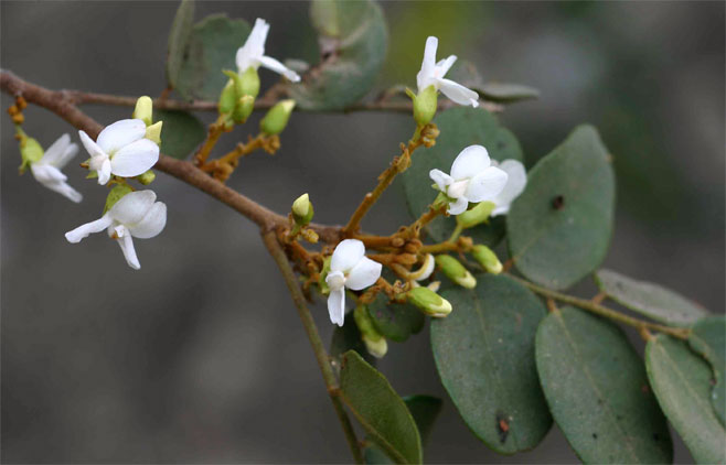Dalbergia nitidula