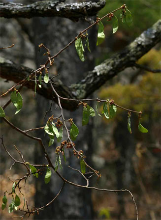 Dalbergia nitidula