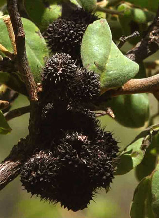 Dalbergia nitidula